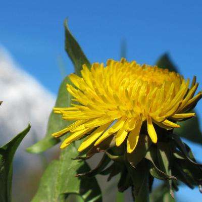 皇冠APP下载安装